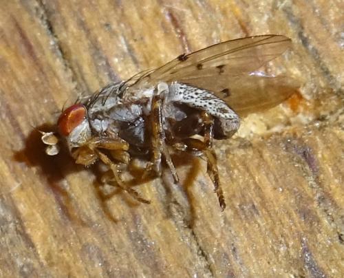 Réf. 354 159 : Odinia meijerei
